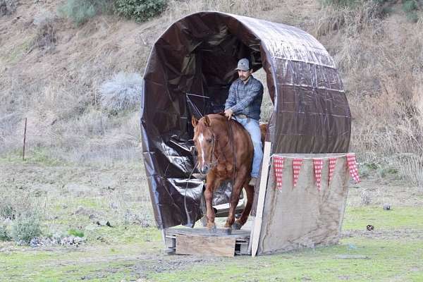 trail-quarter-horse