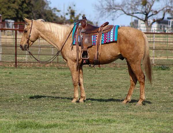 ranch-work-quarter-horse