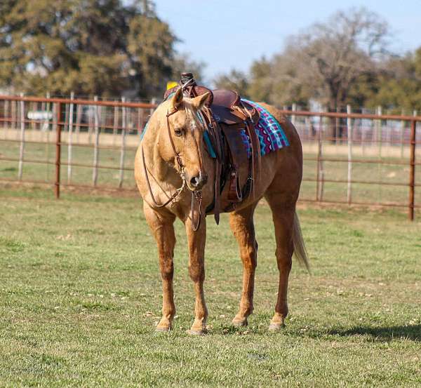 trail-quarter-horse