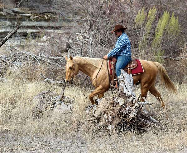 longhorn-gelding