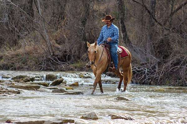 amazing-quarter-horse