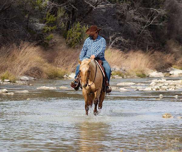 around-quarter-horse