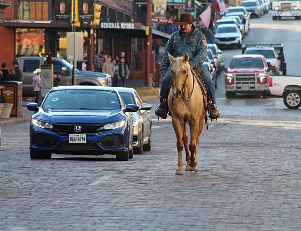 athletic-quarter-horse