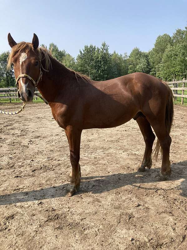 14-hand-welsh-pony-gelding