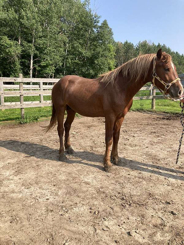 sorrel-welsh-pony-gelding