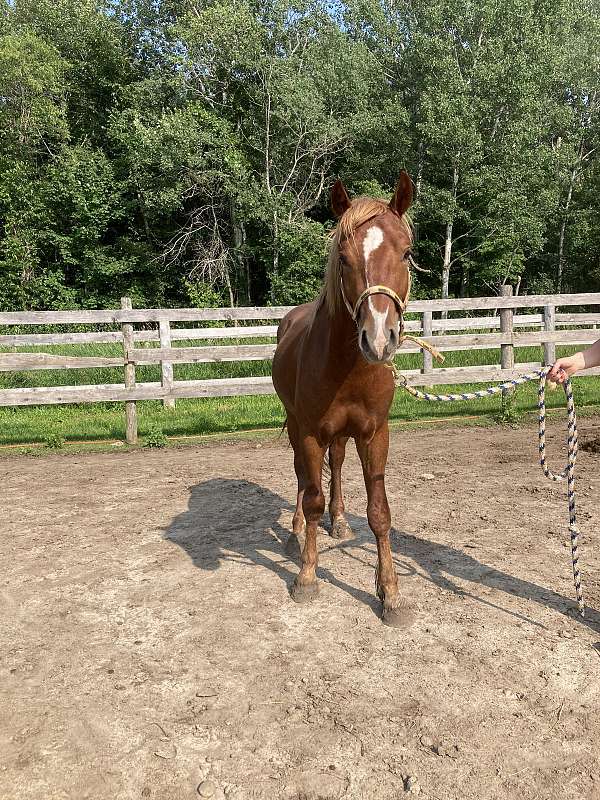 sorrel-gelding-for-sale