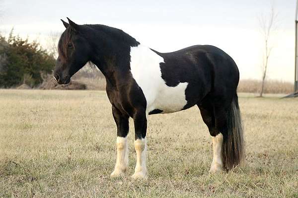 athletic-draft-horse