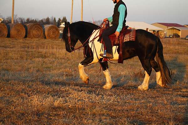 cross-draft-horse