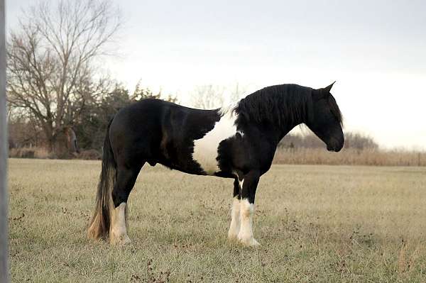 draft-horse