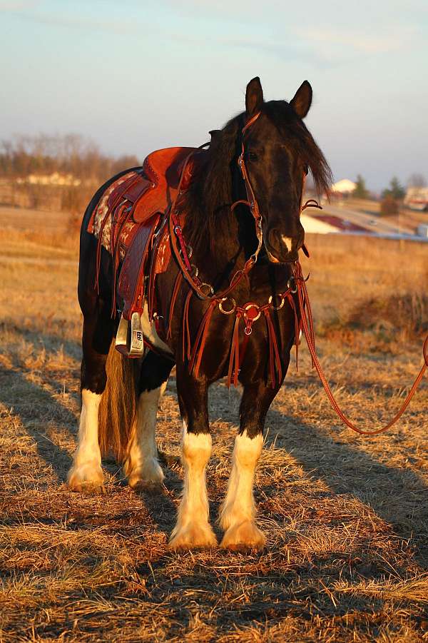 husband-safe-draft-horse