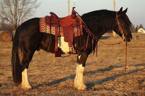 parade-draft-horse