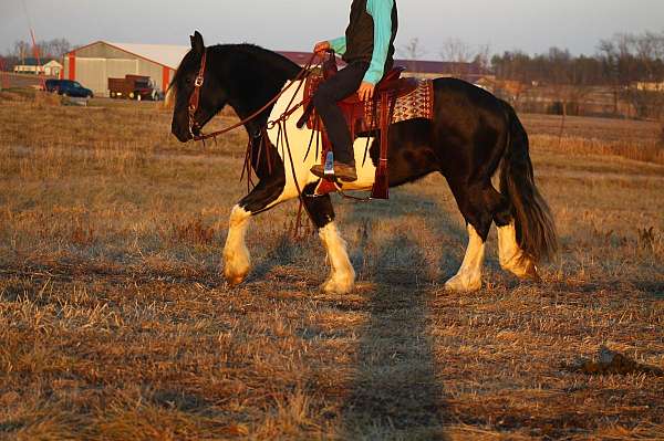 performance-draft-horse