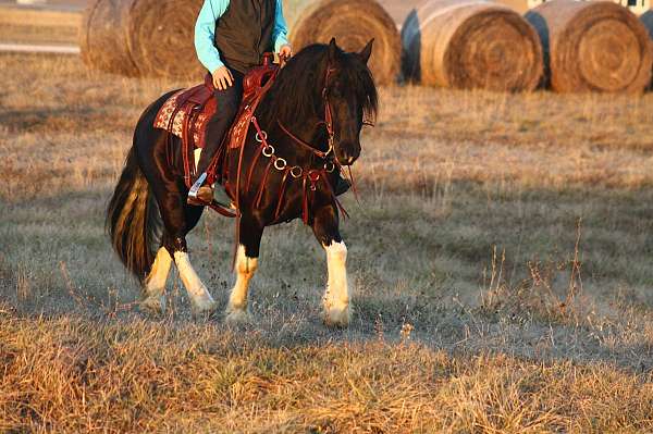 performance-draft-horse