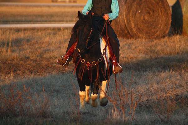 ridden-english-draft-horse