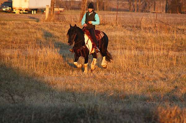 ridden-western-draft-horse