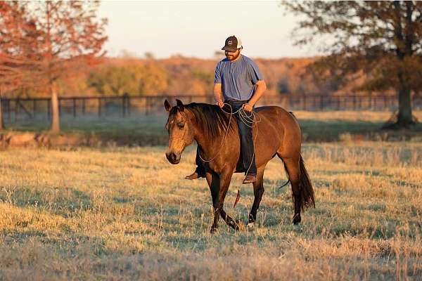 kid-safe-quarter-horse