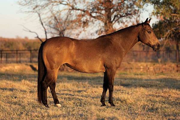 ranch-versatility-quarter-horse