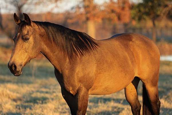 ranch-work-quarter-horse