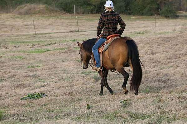 show-quarter-horse