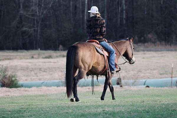 working-cattle-quarter-horse