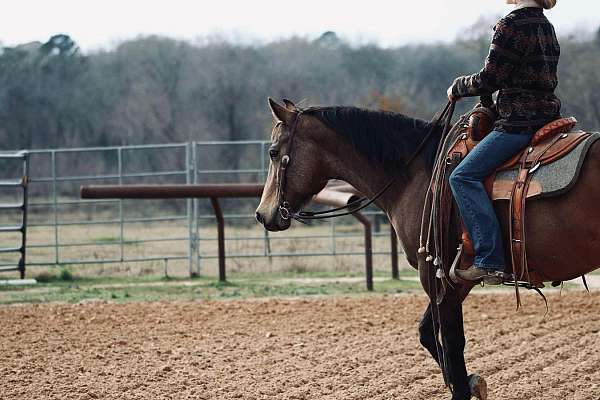 buckskin-quarter-horse-mare