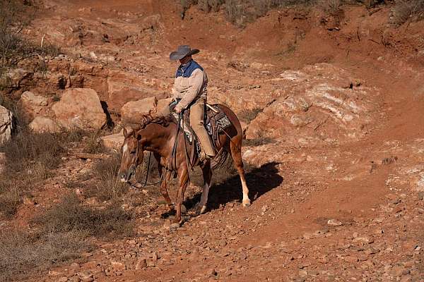 athletic-quarter-horse