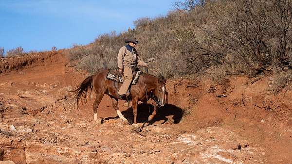 calf-roping-quarter-horse