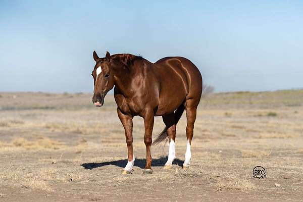 flashy-quarter-horse