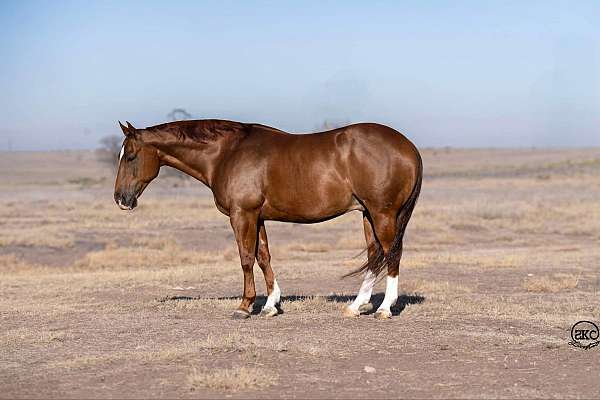 husband-safe-quarter-horse