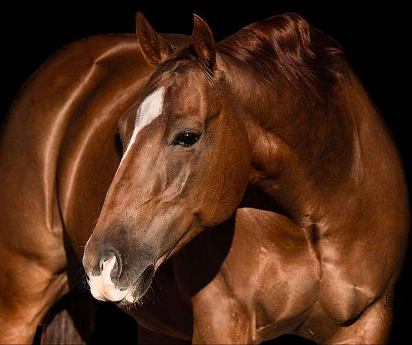 performance-quarter-horse