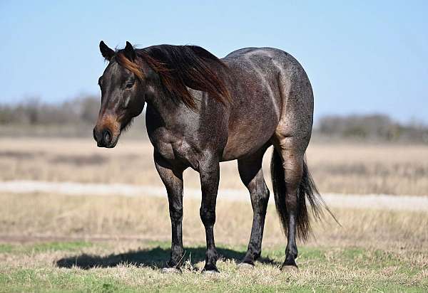 calf-roping-quarter-horse