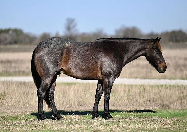 cutting-prospect-quarter-horse