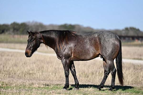 flashy-quarter-horse