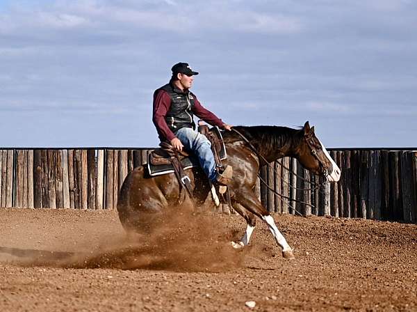 husband-safe-quarter-horse