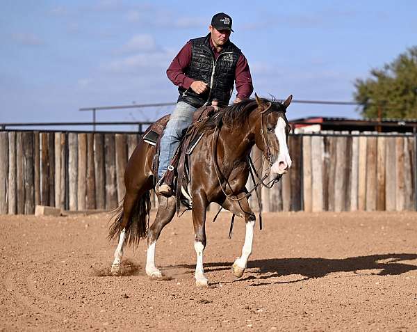 calf-roping-quarter-horse