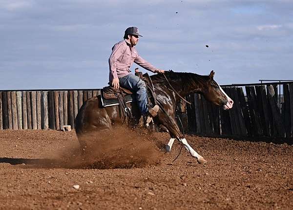 ranch-versatility-quarter-horse