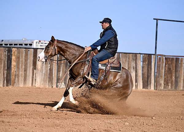 ranch-work-quarter-horse