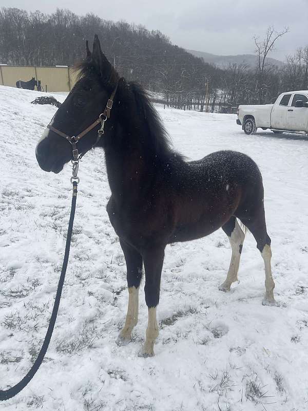 tennessee-walking-colt