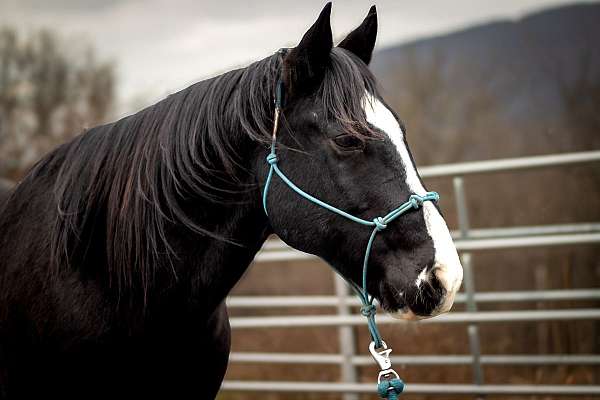 calf-roping-quarter-horse