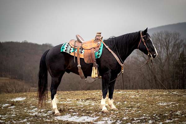 athletic-quarter-horse