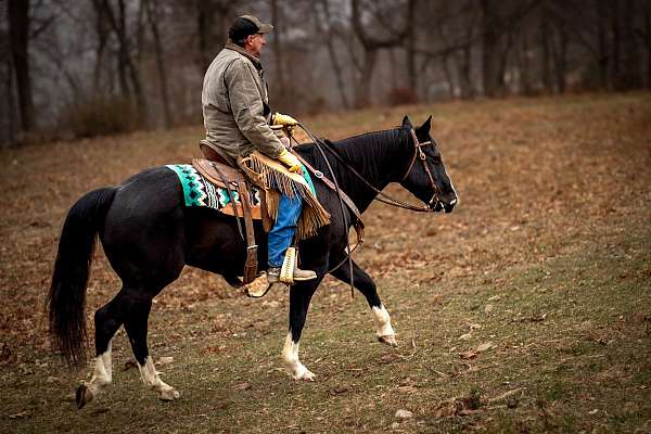 flashy-quarter-horse