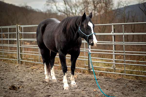 ranch-versatility-quarter-horse