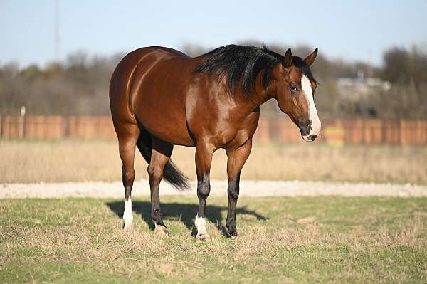 calf-roping-quarter-horse