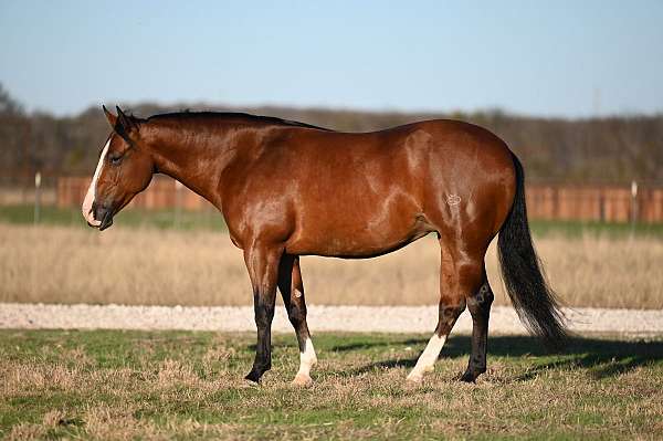 husband-safe-quarter-horse