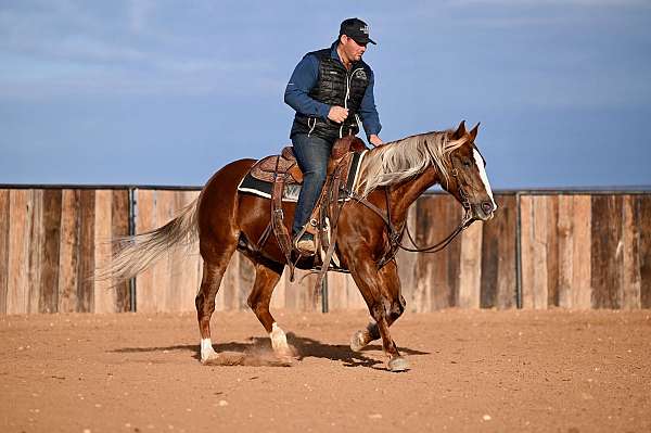 calf-roping-quarter-horse