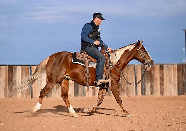 flashy-quarter-horse