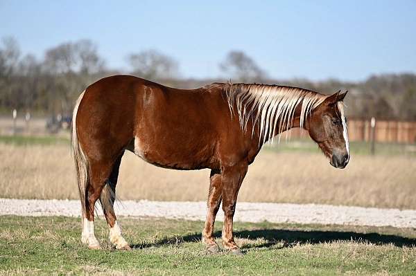 husband-safe-quarter-horse