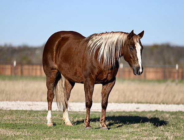 performance-quarter-horse