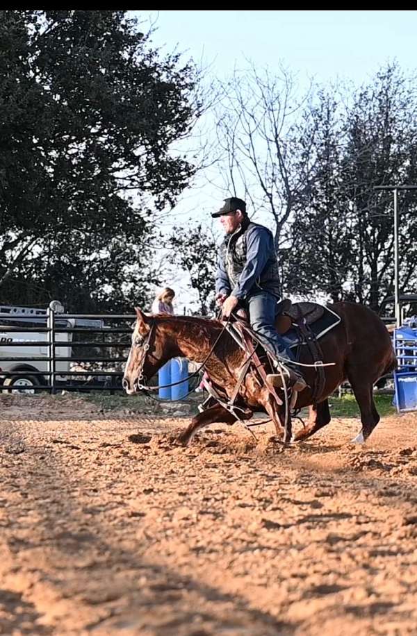 ranch-versatility-quarter-horse