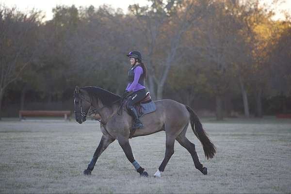 calf-roping-draft-horse